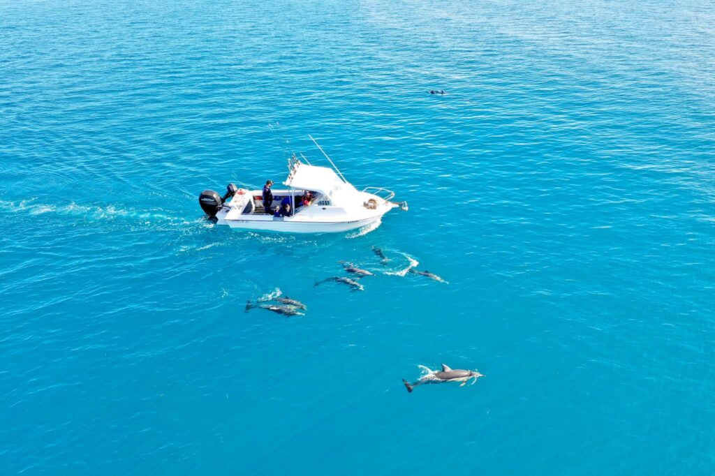 fishing charter and dolphins